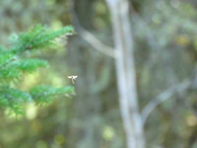 171017-FS-Superior-SAR-fairyinsectlight