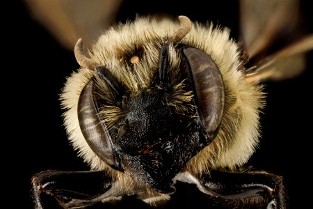 Megachile gemula, F, Face, MD, PG County 2014-01-31-13.57.53 ZS PMax photo