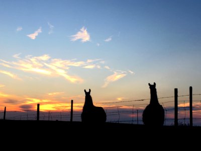 2018/365/200 Two Llamas Contemplate Fence Jumping