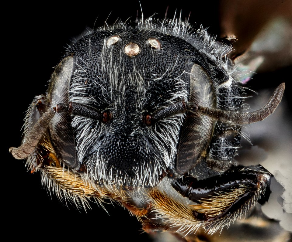 Hoplitus micheneri, female, face, Richmond County, NC 2012-11-08-09.53.12 ZS PMax