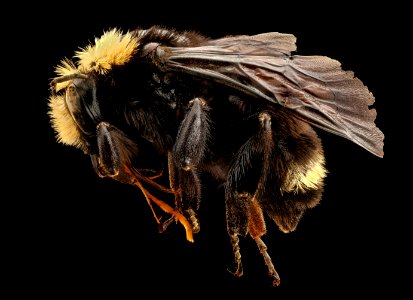 Bombus vosnesenskii, right, f, Mariposa, CA 2017-07-19-14.37
