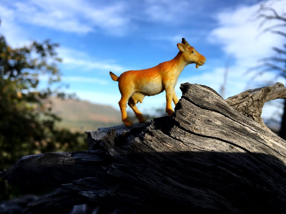 2018/365/96 Geo Cache Goat FTW