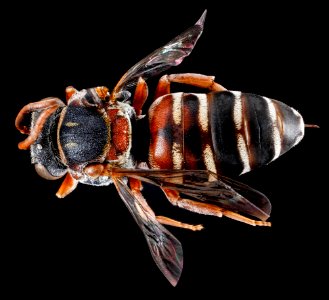 Epeolus zonatus, U, back, Georgia, Camden County 2013-02-19-15.01.29 ZS PMax