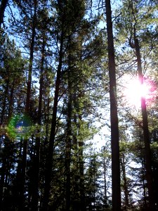 171025-FS-Superior-SAR-pineswithsun