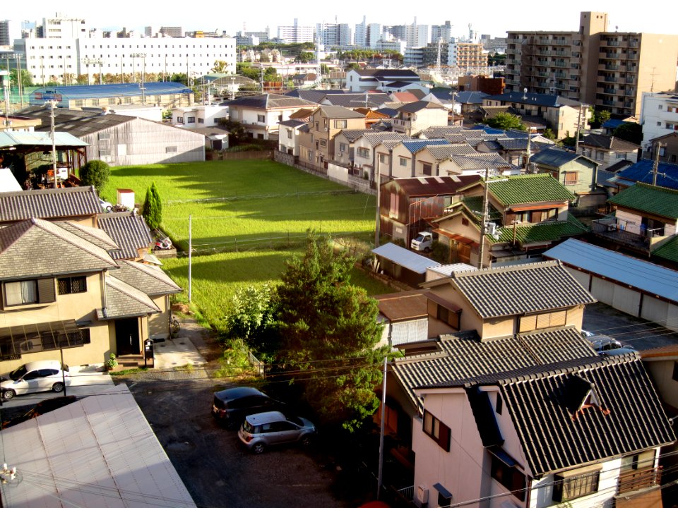 Campus Rice Paddy