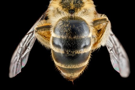 Colletes inaequalis, female, back1 2012-08-10-15.38.49 ZS PMax