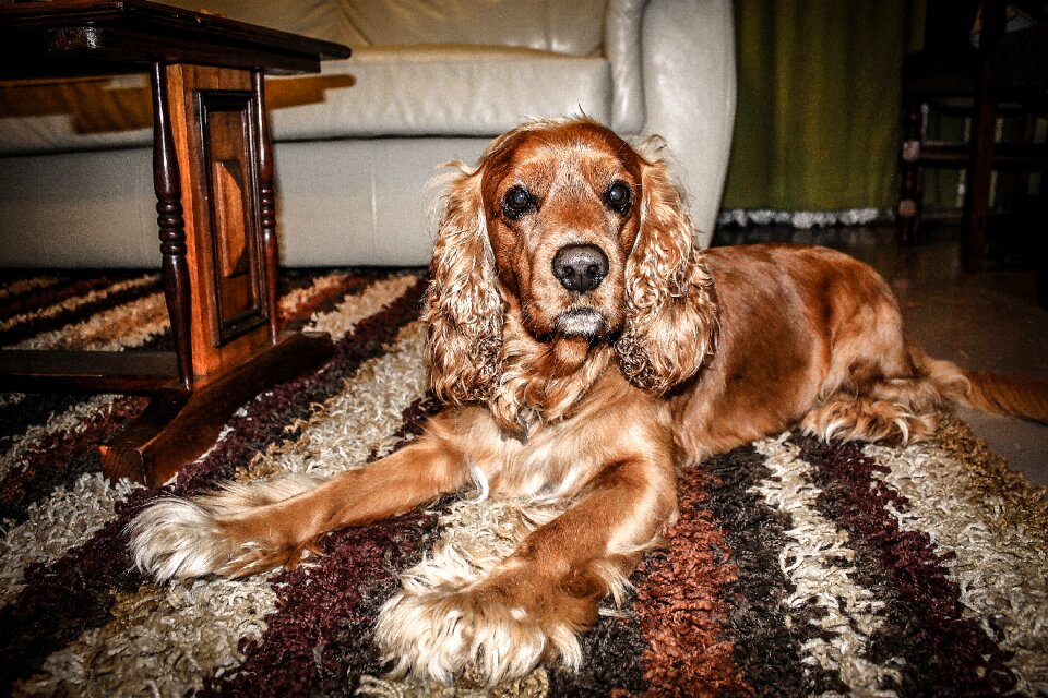 Pet dog cocker cocker spaniel