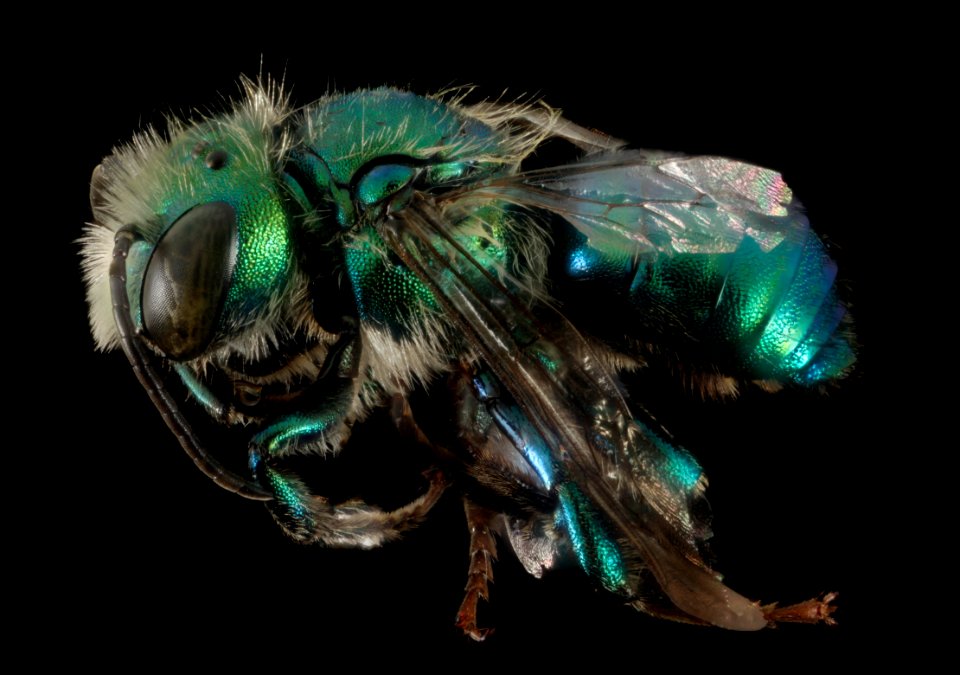 Osmia bruneri, M,  Park co., Wyoming, side 2015-11-20-20.21