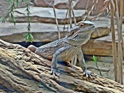 Bearded dragon tropical reptile