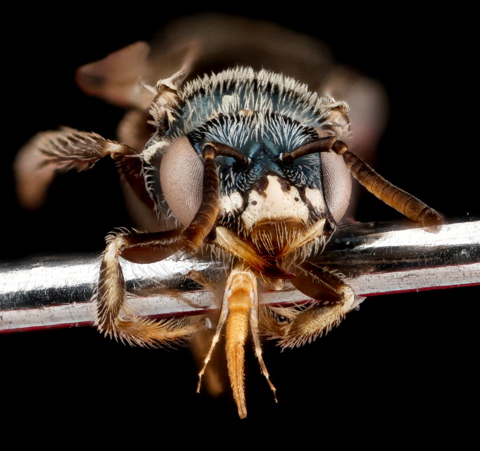 Perdita bishoppi, female, face 2012-07-09-19.53