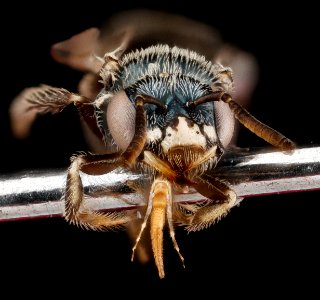 Perdita bishoppi, female, face 2012-07-09-19.53