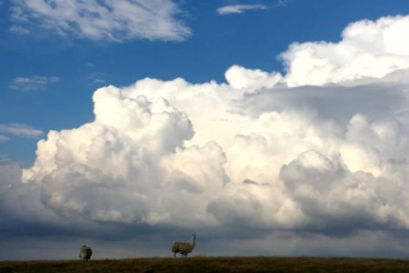 Llama Lightning Targets photo