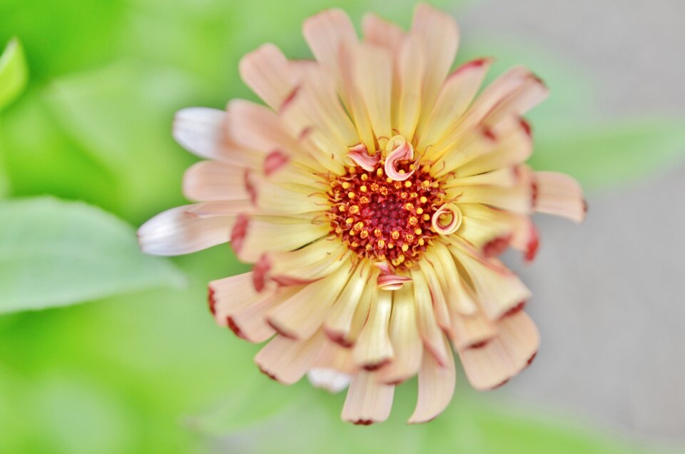 Nature floral plant photo