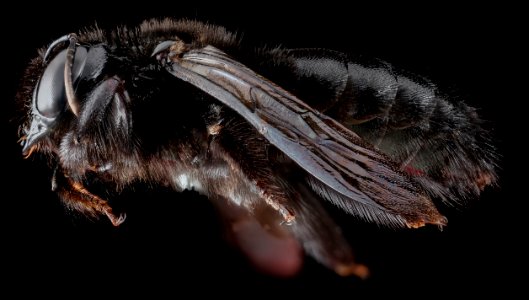 Xylocopa cubaecola, female, side 2012-06-21-16.27.42 ZS PMax photo