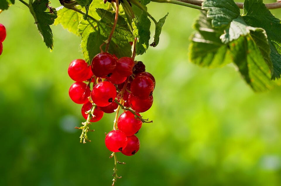 Red soft fruit garden