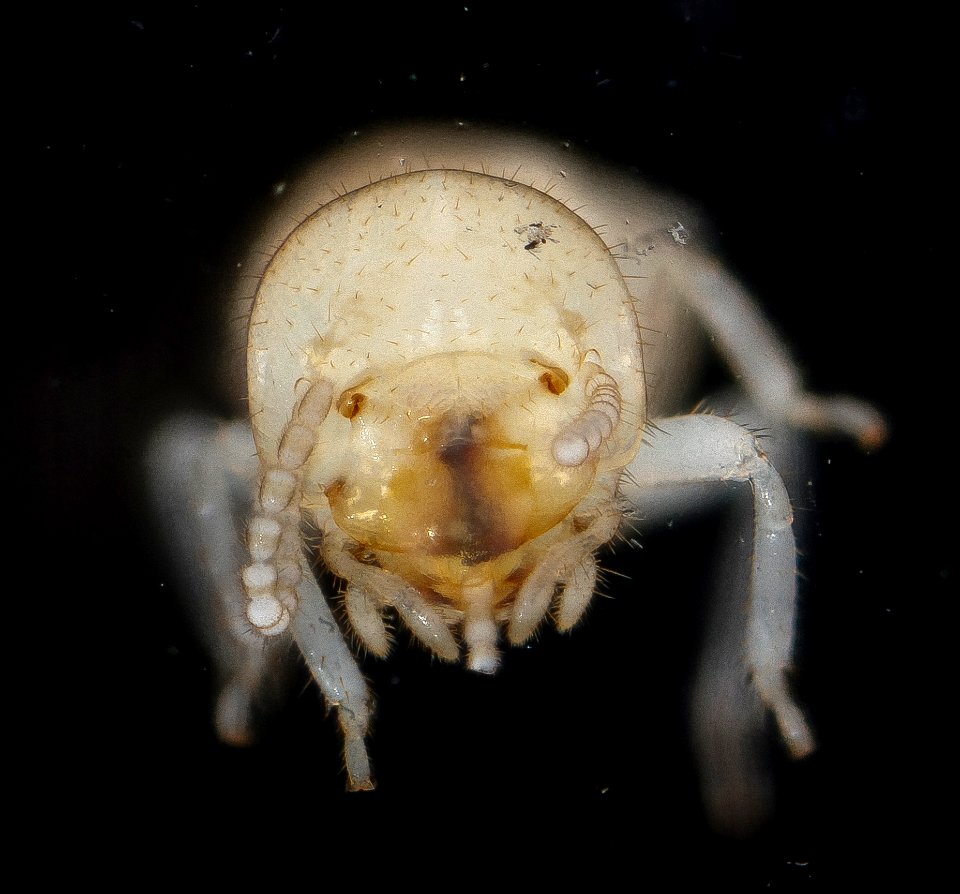 Reticulitermes flavipes, U, face 2012-10-17-11.20