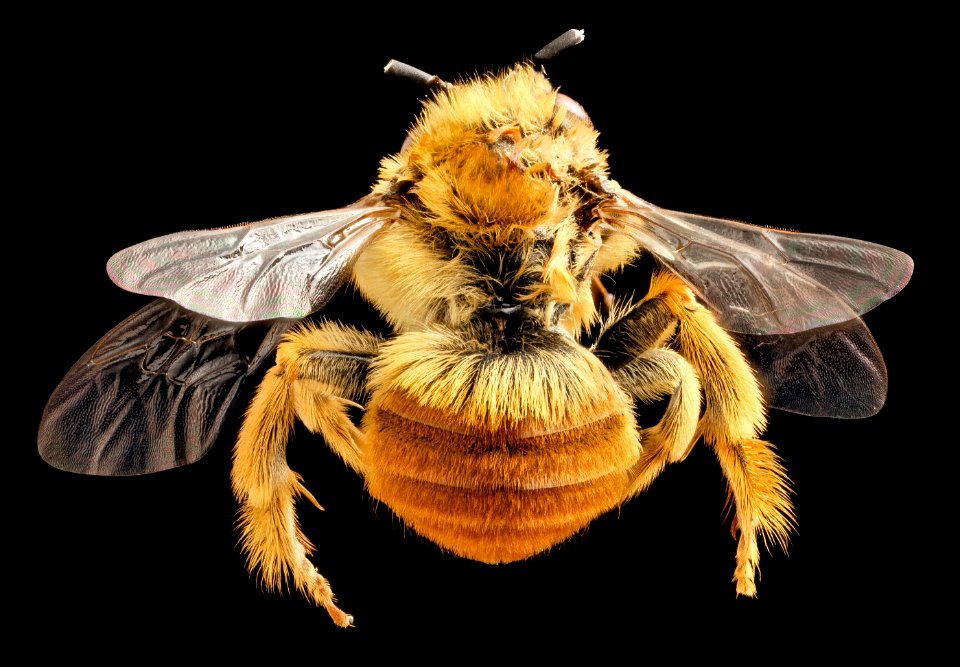 Eucera fulvohirta, M, Baker County, Georgia, back 2015-01-08-11.25.04 ZS PMax copy