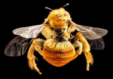 Eucera fulvohirta, M, Baker County, Georgia, back 2015-01-08-11.25.04 ZS PMax copy photo