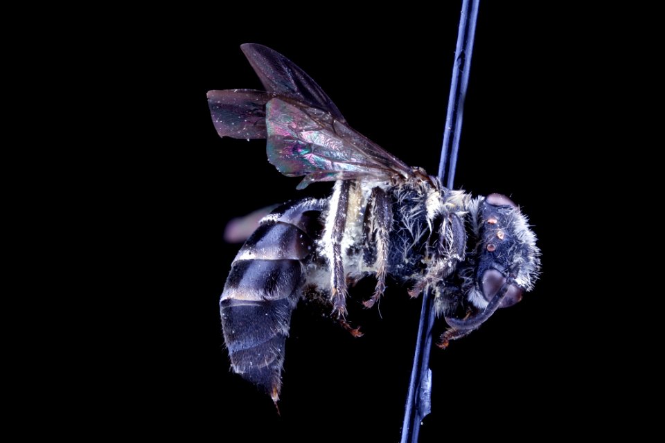 Collettes thysanellae, female, side clean