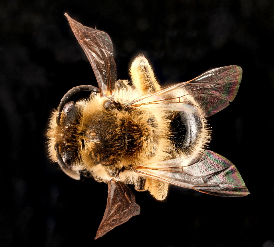 Colletes inaequalis, female, back2 2012-08-10-15