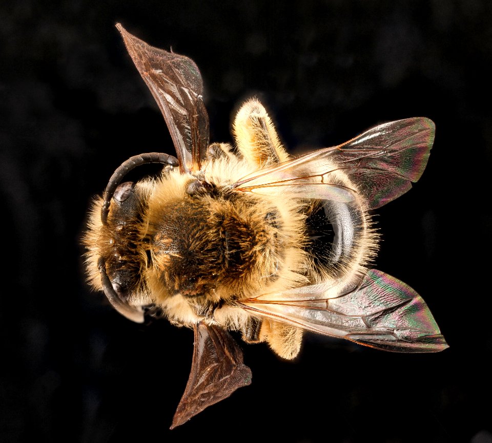 Colletes inaequalis, female, back2 2012-08-10-15 photo