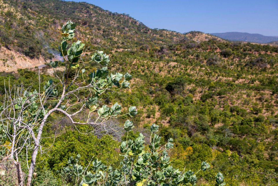 Zambia photo