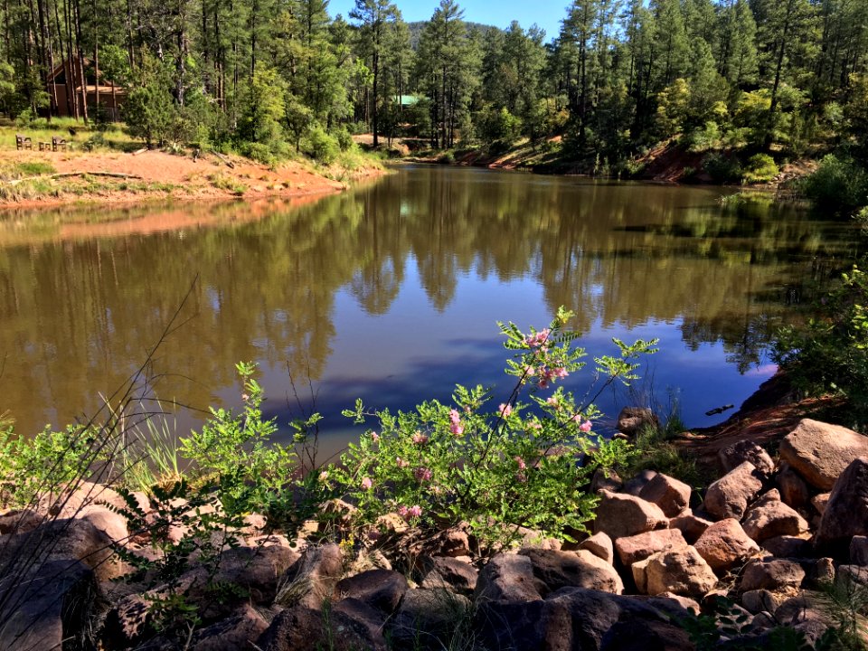 The Secret Pond of Strawberry