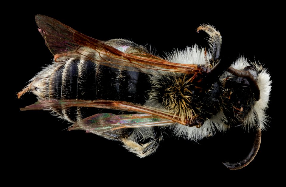 Andrena barbilabris, U, Back, MD, Howard County 2013-08-16-17.40.29 ZS PMax