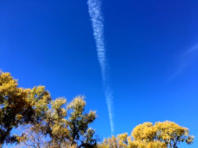 Cottonwood Tree Spouts