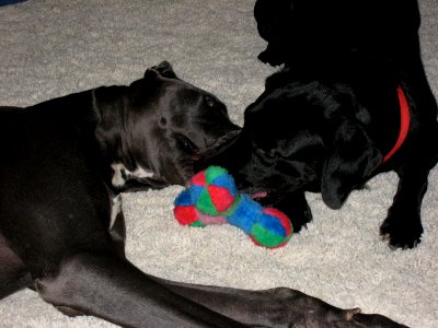 Kasha and Cadu take over the dog toys