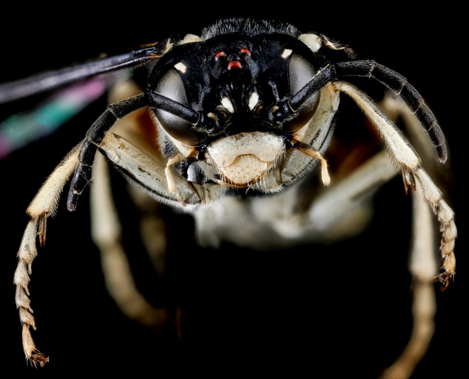 Symphyta, U, face, Wyoming, Park County 2013-02-06-15.05.14 ZS PMax