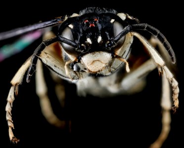 Symphyta, U, face, Wyoming, Park County 2013-02-06-15.05.14 ZS PMax