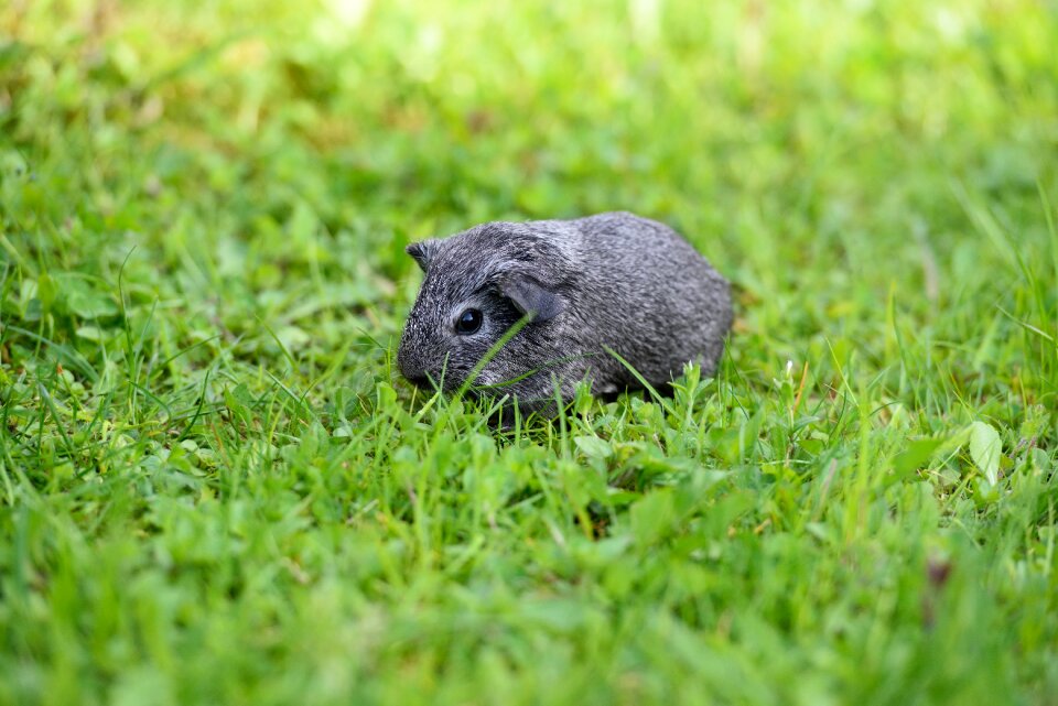Black and white agouti young animal grass