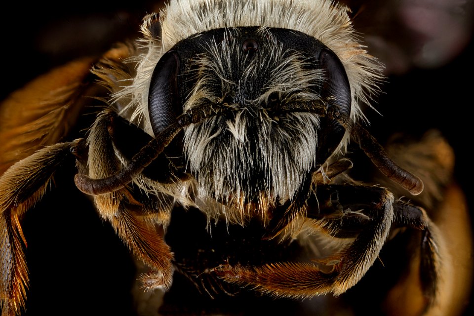 Andrena-gardineri,-female,-face 2012-07-16-15.52.40-ZS-PMax