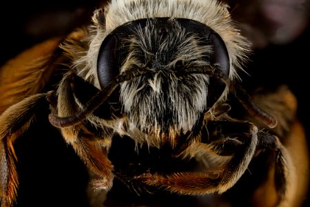 Andrena-gardineri,-female,-face 2012-07-16-15.52.40-ZS-PMax