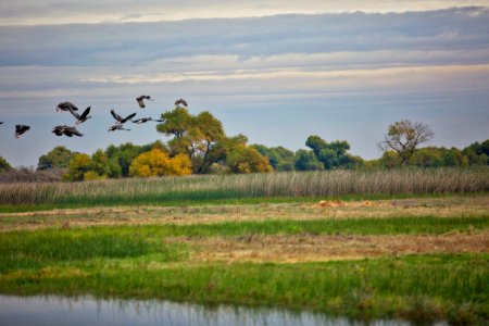 Aleutian geese at San Joaquin National Wildlife Refuge