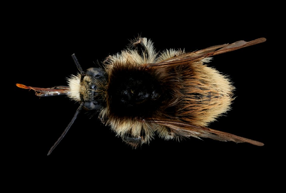 Bombus humilis, m, back, Podunajska, Slovakia 2019-12-16-21.13.13 ZS PMax UDR