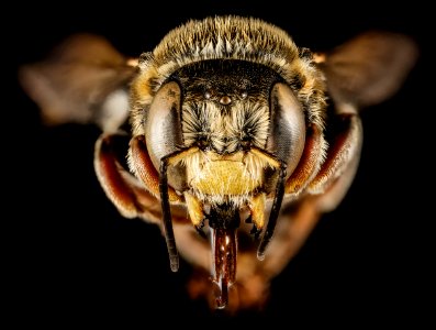 Trachusa ridingsii, M, Face, GA, Baker County 2015-02-10-13.41.42 ZS PMax