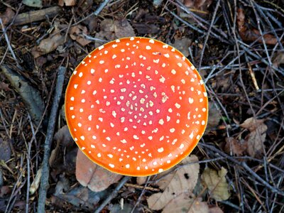 White red with white dots autumn photo