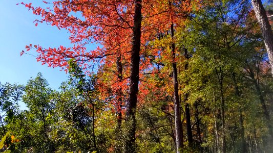 Daingerfield State Park