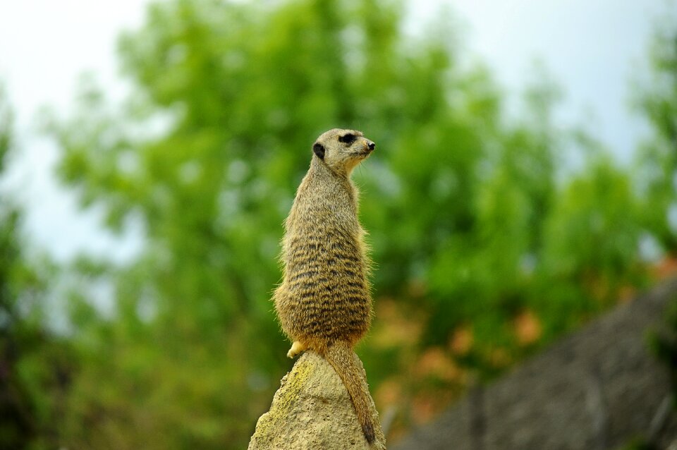 Nature cute mammal