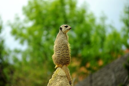 Nature cute mammal