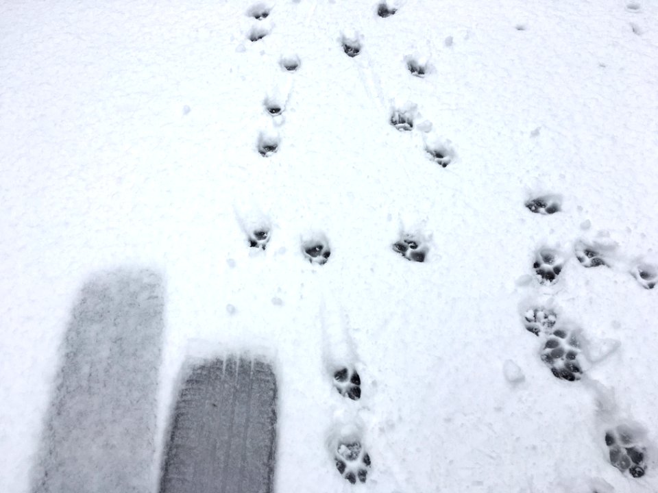 Dogs Go Where Cars Stop