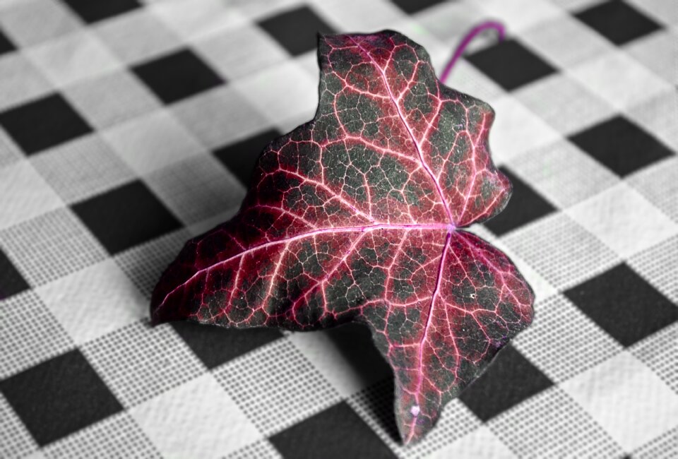 Macro autumn colors