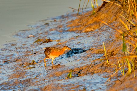 Federally endangered Light-footed clapper rail (adult) creeping to the cord grass
