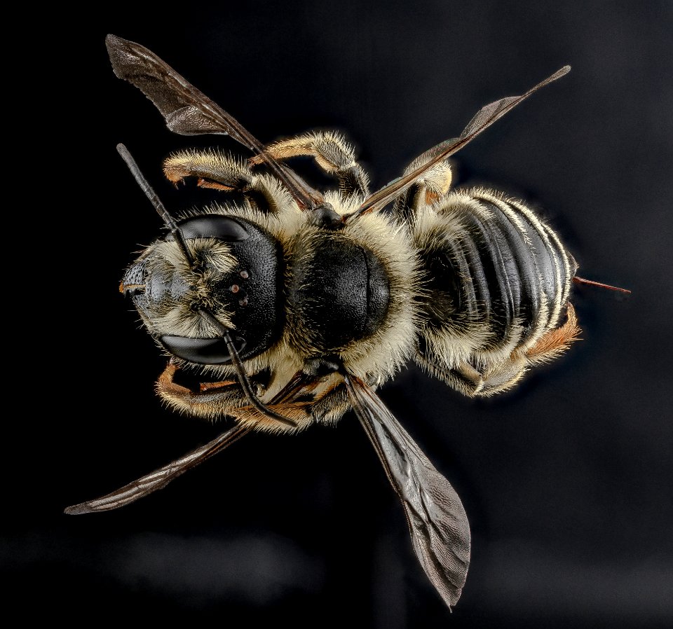 Megachile inermis, female, back 2012-07-13-17.42