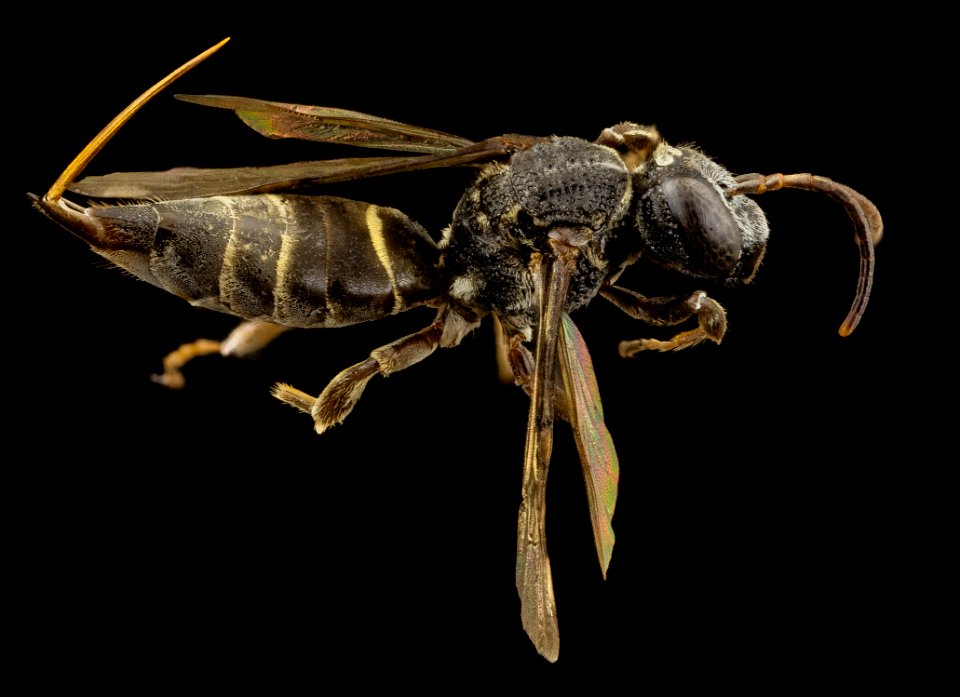 Coelioxoides waltheriae, f, peru, angle 2014-08-09-10.50.32 ZS PMax