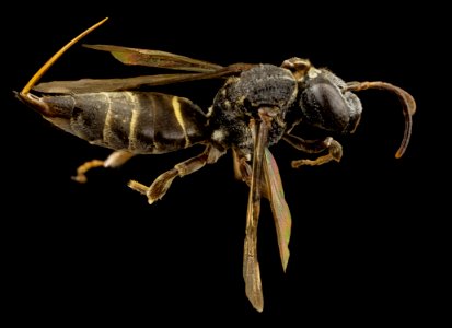 Coelioxoides waltheriae, f, peru, angle 2014-08-09-10.50.32 ZS PMax photo