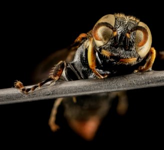 Oxybelus, U, Face, FL, Duval County 2014-01-31-16.41.22 ZS PMax photo