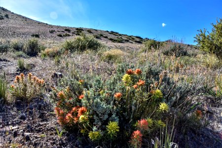 Indian paintbrush in bloom photo